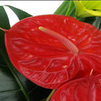 Resplendent Rainforest - FWR - Arabian Petals (2091676172346)