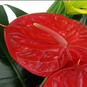 Resplendent Rainforest - FWR - Arabian Petals (2091676172346)