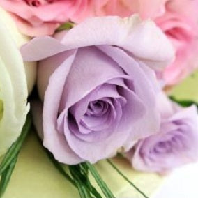 Pastel Roses - Godiva Coeur Iconique - Arabian Petals (4535005610029)