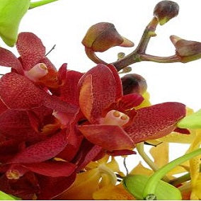 Orchid Garden - FWR - Arabian Petals (2092939673658)