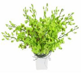 Limelight - FWR - Arabian Petals (2092999049274)