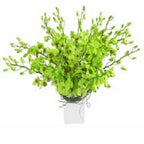 Limelight - FWR - Arabian Petals (2092999049274)