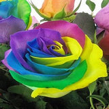 Lollipop Roses - FWR - Arabian Petals (2108397289530)
