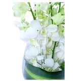 Elegant Orchids - FWR - Arabian Petals (2091087593530)