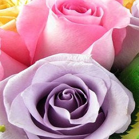 Parade Of Roses - FWR - Arabian Petals (2108958736442)