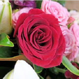 Love In Bloom - FWR - Arabian Petals (2108935733306)