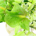 Tropical Breeze - FWR - Arabian Petals (2093518389306)