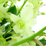 Orchid Allure - FWR - Arabian Petals (2093505577018)