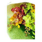 Autumn's Rainbow - FWR - Arabian Petals (2091067211834)