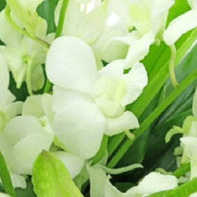 Marvel At Me - FWR - Arabian Petals (2093199130682)