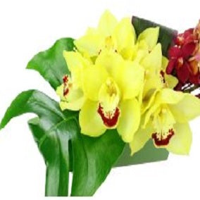 High Drama - FWR - Arabian Petals (2092968607802)