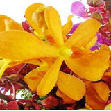 Orchid fishbowl - FWR - Arabian Petals (2092933316666)