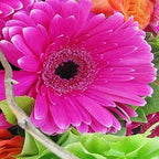 Neon Knockout - FWR - Arabian Petals (2096545005626)