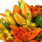 Paradise - FWR - Arabian Petals (2093497385018)