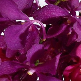 Vogue - FWR - Arabian Petals (2093206732858)