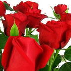 Presentation - FWR - Arabian Petals (2108926066746)