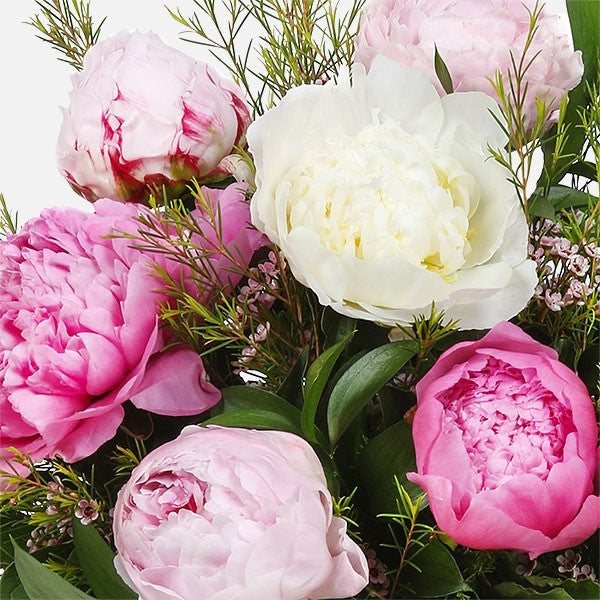Peony flowers (6685439656100)