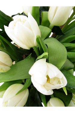 Heralds Of Spring - FWR - Arabian Petals (2089135964218)