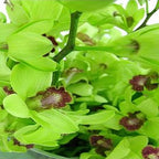 Limelight - FWR - Arabian Petals (2092999049274)