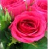 Pink Rose Bunch - FWR - Arabian Petals (2105620660282)
