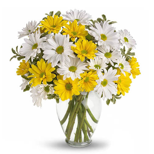 Cheerful Daisies - FWR - Arabian Petals (2082063876154)