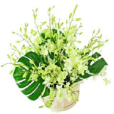 Orchid Allure - FWR - Arabian Petals (2093505577018)
