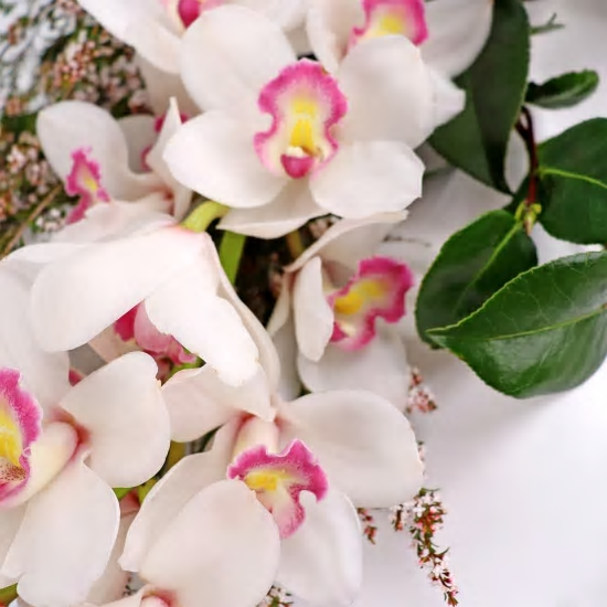 White Cymbidium in Vase