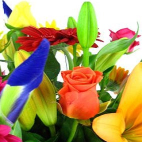 Vivacious - FWR - Arabian Petals (2096548577338)