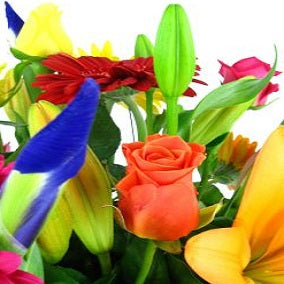 Vivacious - FWR - Arabian Petals (2108389851194)