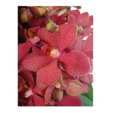 Orchids - FWR - Arabian Petals (2090980048954)