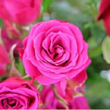 Best In Bloom - FWR - Arabian Petals (2108920234042)