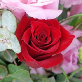 Inspiration - FWR - Arabian Petals (2108412493882)