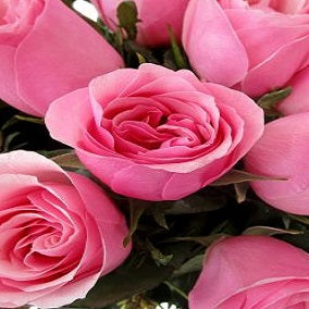 First Blush - FWR - Arabian Petals (2105660571706)