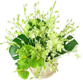 Tropical Breeze - FWR - Arabian Petals (2093518389306)