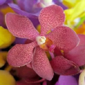 Kaleidoscope - FWR - Arabian Petals (2092985811002)