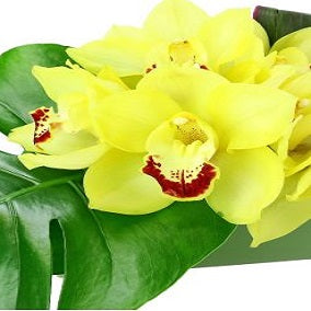 High Drama - FWR - Arabian Petals (2092968607802)