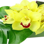 High Drama - FWR - Arabian Petals (2092968607802)